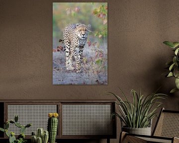 Cheetah in autumn