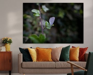 Schmetterling auf einem grünen Blatt von Ricardo Bouman Fotografie