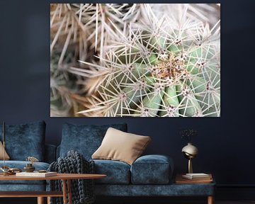 Mexicaanse cactus in zachte kleuren - botanisch natuur en reisfotografie. van Christa Stroo fotografie