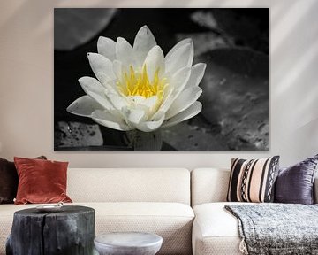 yellow by Carolien Lichtendonk