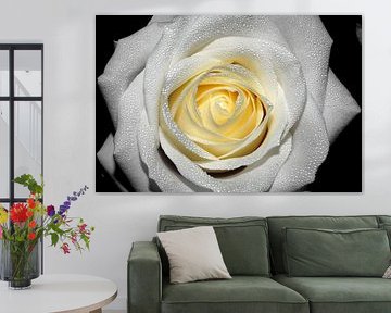 The rose by Carolien Lichtendonk