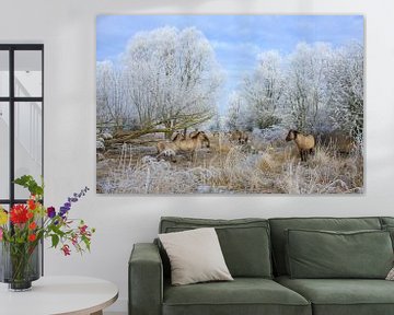 Konikpaarden in winters landschap - Natuurlijk Wadden