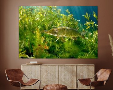 Snoek in de put van Ekeren van Filip Staes