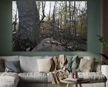Fallen tree