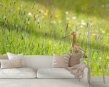 Black-tailed godwit in herb-rich landscape by Anja Brouwer Fotografie