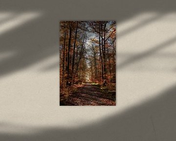 Herbst im Schönbuchwald von Tobias Majewski