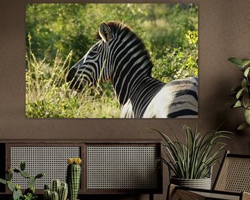 Zebra in het groter krugerpark van Zuid-Afrika van Johnno de Jong