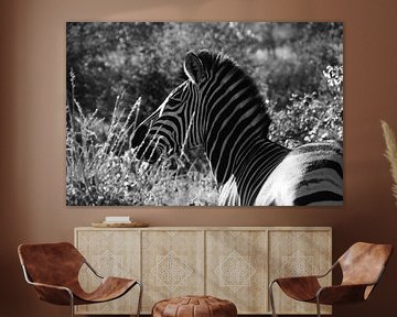 Zebra in zwart-wit van Johnno de Jong