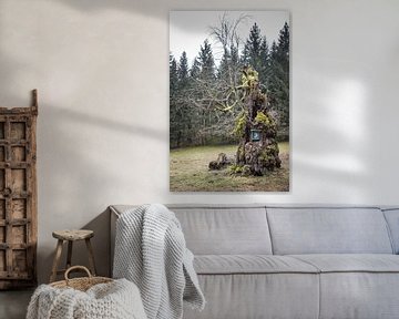 knoestige boom van Jürgen Schmittdiel Photography