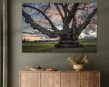 Avondstemming bij de oude lindeboom van Jürgen Schmittdiel Photography