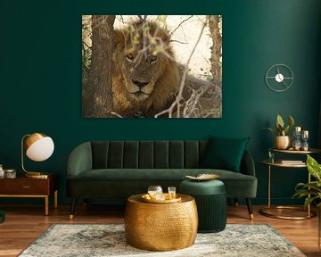 Löwe in Südafrika von Johnno de Jong