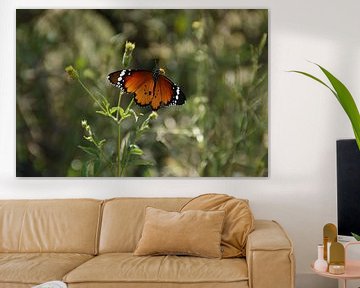 Un papillon orange dans un paysage herbeux sur Johnno de Jong