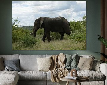 Walking elephant in South Africa by Johnno de Jong