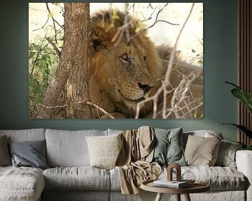 Lion en Afrique du Sud sur Johnno de Jong