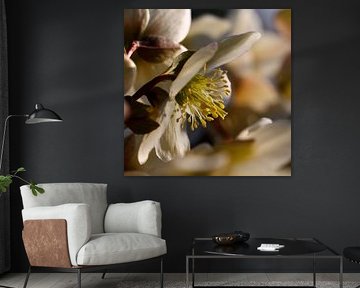 Rose de Noël / Helleborus