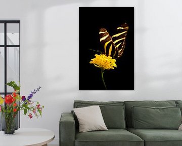 Papillon jaune noir sur Guido Heijnen