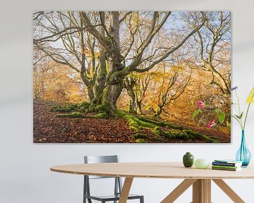 Herfst in het sprookjesbos van Jürgen Schmittdiel Photography