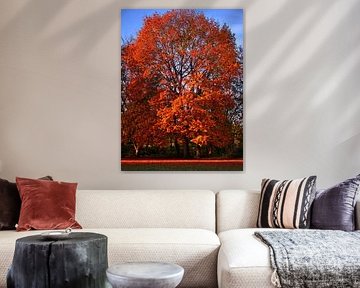 Autumn colour