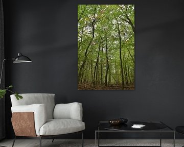 Lente groen blad in de bossen bij Gortel op de Veluwe, natuur en reisfotografie.