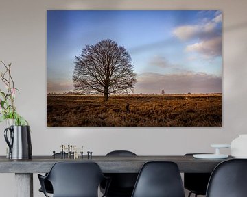 Tree on the Ginkel Heath