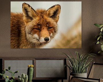 Portrait of a fox Close-up by Robert Stienstra