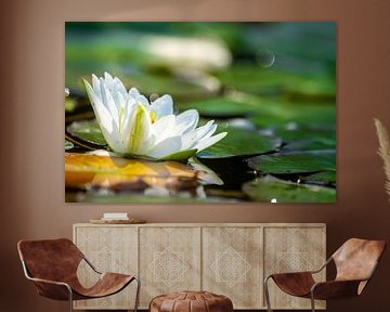 A single water lily with green leaves and reed floating by Hans-Jürgen Janda