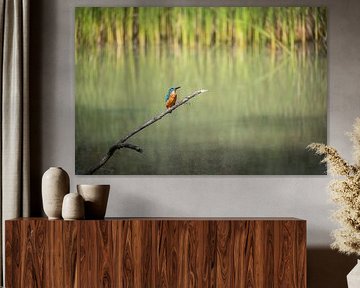 Kingfisher by Jürgen Schmittdiel Photography