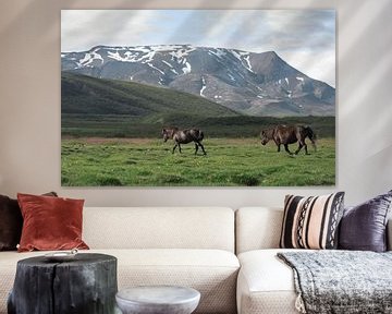 Cheval islandais en Islande sur iris hensen