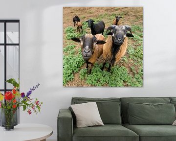 Twee Kameroense schapen (vrouwelijk en mannelijk) staan naast elkaar op de weide. van Hans-Jürgen Janda