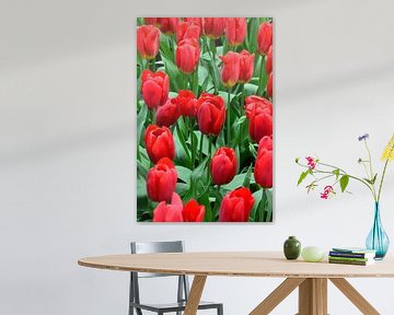 Tulipa bright Red von Marcel van Duinen