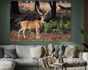 Beautiful big horned deer Axis nd of grass. by Michael Semenov