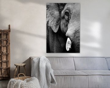 Black-white face of an elephant with a tusk by Michael Semenov