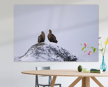 White-tailed eagle in Raftsund by Kai Müller