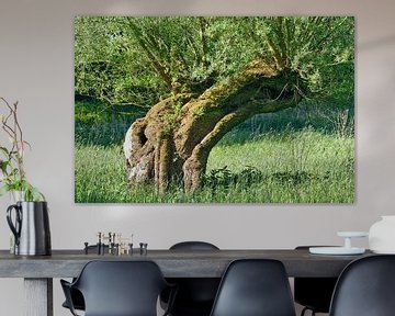 Wicker (Salix viminalis) on the Lower Rhine by Peter Eckert