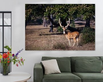 beautiful horned male sika deer or spotted deer, a powerful beast by Michael Semenov