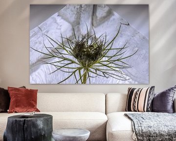 Daucus in ice 1 sur Marc Heiligenstein