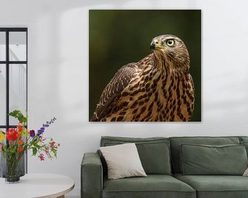 Havik, Accipiter gentilis. Een portret van een Havik