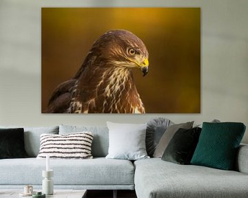 Buizerd, Buteo buteo. Een portret.