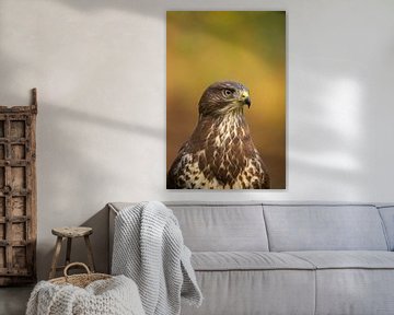 Buizerd, Buteo buteo. Een portret. van Gert Hilbink