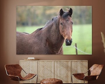 horse in the meadow by Egon Zitter