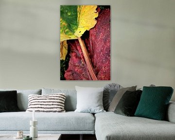 Rhubarb magazine