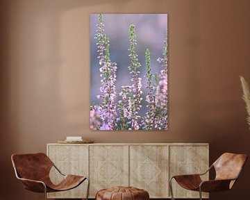 Bloeiende pastel paarse heide bij zonsopkomst - bloemen natuurfotografie van Christa Stroo fotografie