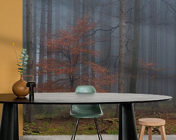 Herfstgetuigen in het bos