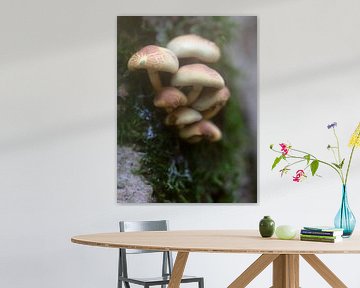 Pilze auf einem Baumstamm von MSP Canvas