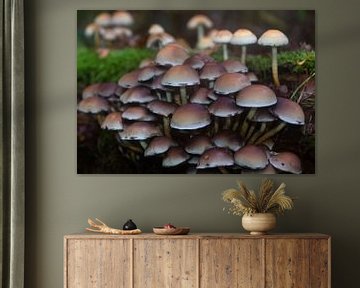 Champignons sur MSP Canvas