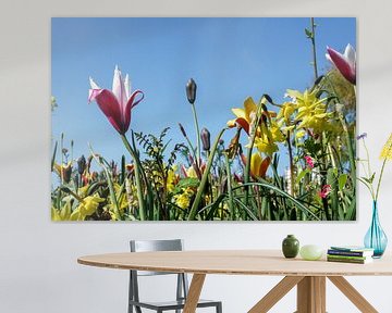 Tulpen langs de weg. Voorjaar, lente in Ridderkerk van Wessel Dekker