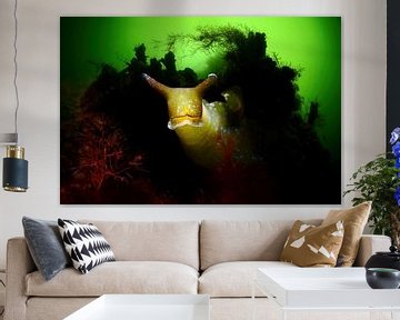 Groene wierslak in het Grevelingenmeer van Filip Staes