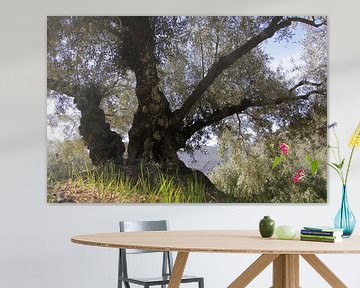 Alter Olivenbaum im Frühling von Jan Katuin