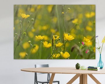 Gelbe Butterblumen auf dem Feldfoto von Jolanda de Jong-Jansen