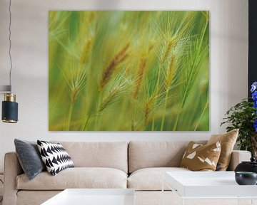 Grasses 1 by Miriam Meijer, en pleine campagne.....